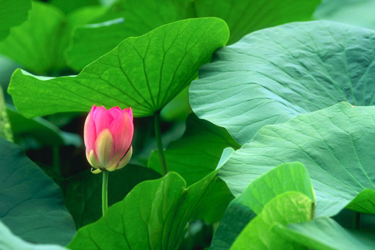 Dịu dàng mùa sen Tây Hồ